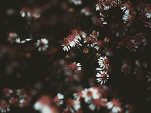 Preview wallpaper flowers, plant, macro, white