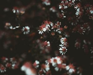 Preview wallpaper flowers, plant, macro, white