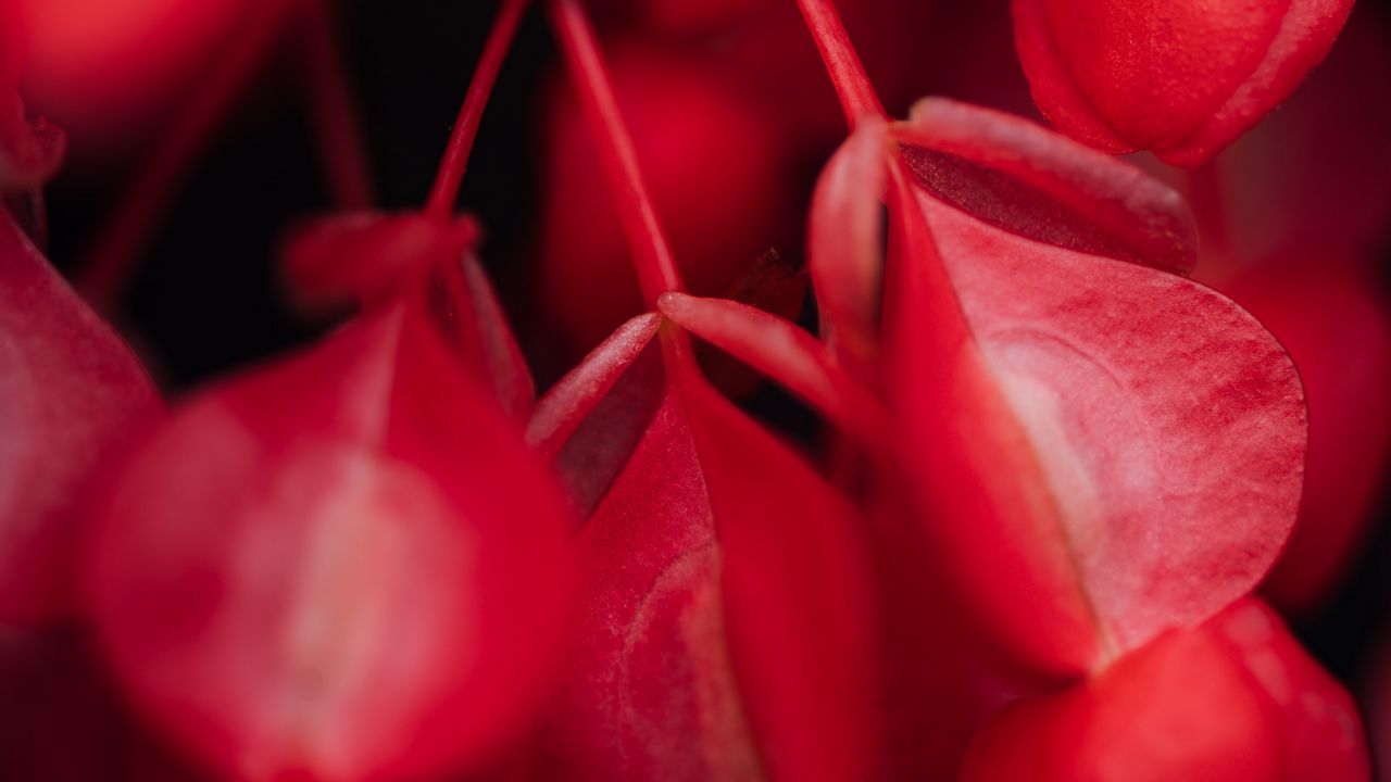 Wallpaper flowers, plant, macro, red