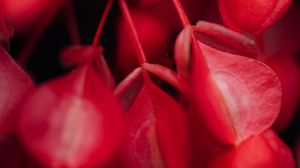 Preview wallpaper flowers, plant, macro, red