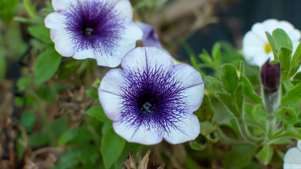 Wallpaper flowers, plant, macro, purple