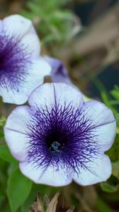 Preview wallpaper flowers, plant, macro, purple