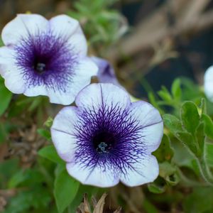 Preview wallpaper flowers, plant, macro, purple