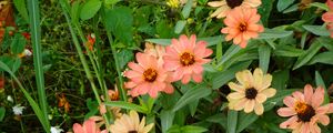 Preview wallpaper flowers, plant, macro