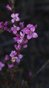 Preview wallpaper flowers, plant, macro, blur