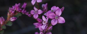 Preview wallpaper flowers, plant, macro, blur