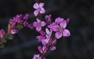 Preview wallpaper flowers, plant, macro, blur