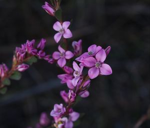 Preview wallpaper flowers, plant, macro, blur