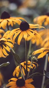 Preview wallpaper flowers, plant, macro, yellow