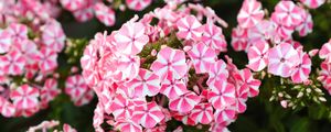 Preview wallpaper flowers, plant, pink, macro
