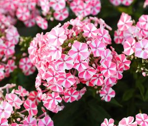 Preview wallpaper flowers, plant, pink, macro