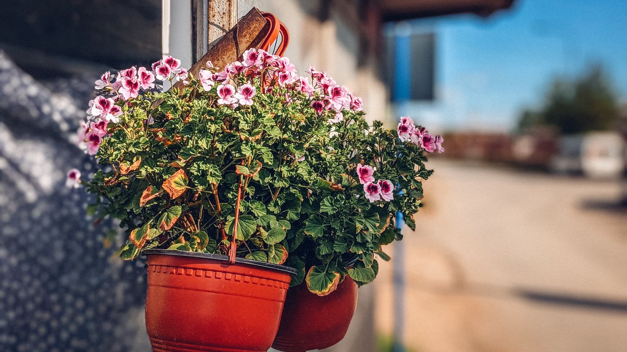 Wallpaper flowers, plant, pot, street