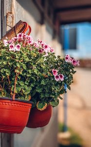 Preview wallpaper flowers, plant, pot, street
