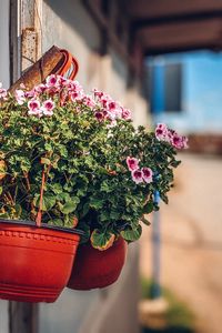 Preview wallpaper flowers, plant, pot, street