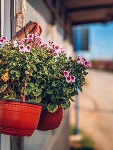 Preview wallpaper flowers, plant, pot, street