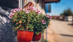 Preview wallpaper flowers, plant, pot, street