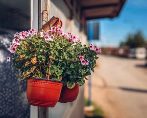 Preview wallpaper flowers, plant, pot, street