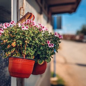 Preview wallpaper flowers, plant, pot, street