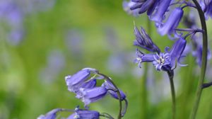 Preview wallpaper flowers, plant, purple, macro