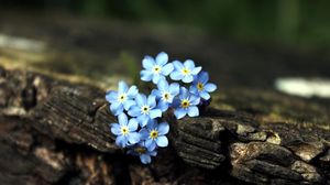 Preview wallpaper flowers, plant, small, bark