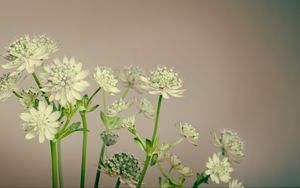 Preview wallpaper flowers, plant, stems