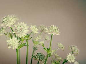 Preview wallpaper flowers, plant, stems