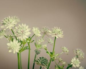 Preview wallpaper flowers, plant, stems