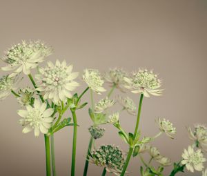 Preview wallpaper flowers, plant, stems