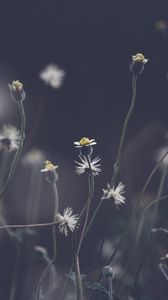 Preview wallpaper flowers, plant, stems, field