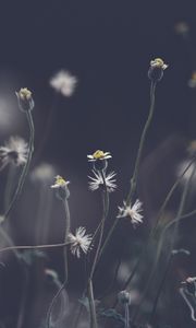 Preview wallpaper flowers, plant, stems, field