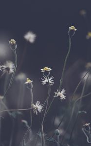 Preview wallpaper flowers, plant, stems, field