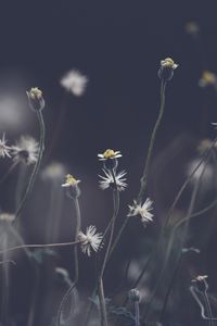 Preview wallpaper flowers, plant, stems, field