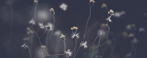 Preview wallpaper flowers, plant, stems, field