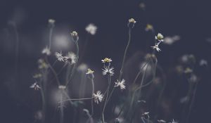 Preview wallpaper flowers, plant, stems, field