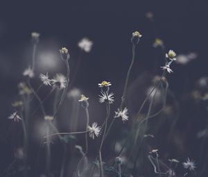 Preview wallpaper flowers, plant, stems, field