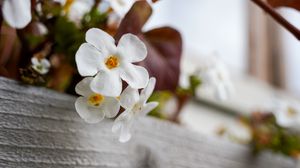Preview wallpaper flowers, plant, white, macro
