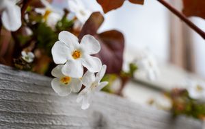 Preview wallpaper flowers, plant, white, macro