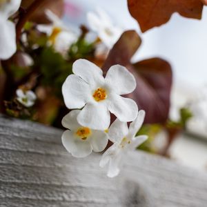 Preview wallpaper flowers, plant, white, macro
