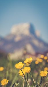 Preview wallpaper flowers, plant, yellow, mountains, blur, macro