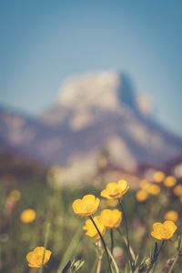 Preview wallpaper flowers, plant, yellow, mountains, blur, macro