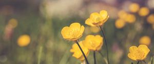 Preview wallpaper flowers, plant, yellow, mountains, blur, macro