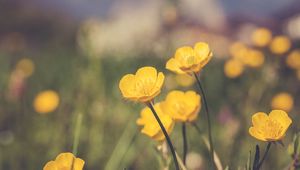 Preview wallpaper flowers, plant, yellow, mountains, blur, macro