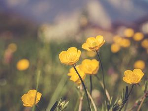 Preview wallpaper flowers, plant, yellow, mountains, blur, macro