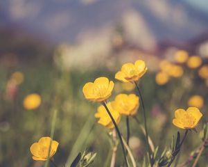Preview wallpaper flowers, plant, yellow, mountains, blur, macro