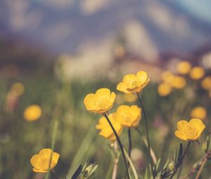 Preview wallpaper flowers, plant, yellow, mountains, blur, macro