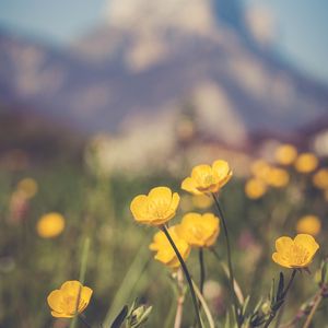 Preview wallpaper flowers, plant, yellow, mountains, blur, macro