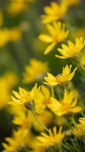 Preview wallpaper flowers, plant, yellow, macro