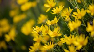 Preview wallpaper flowers, plant, yellow, macro