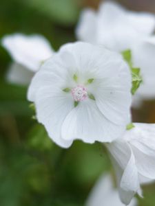 Preview wallpaper flowers, plants, background, light