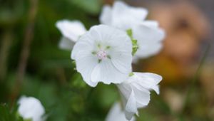 Preview wallpaper flowers, plants, background, light